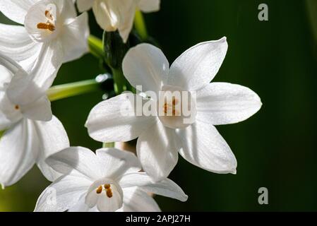 Die Blumen eines papierenen weißen Narkodils (Narcissus papyraceus) Stockfoto