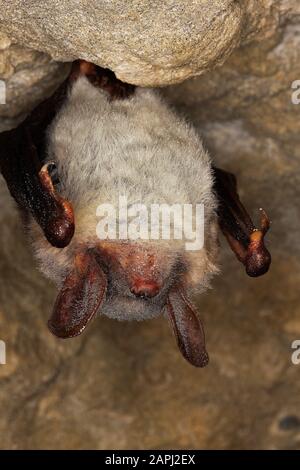 Mehr ganz Bat, Rhinolophus Ferrumequinum, Erwachsene Winterschlaf in einer Höhle, Normandie Stockfoto