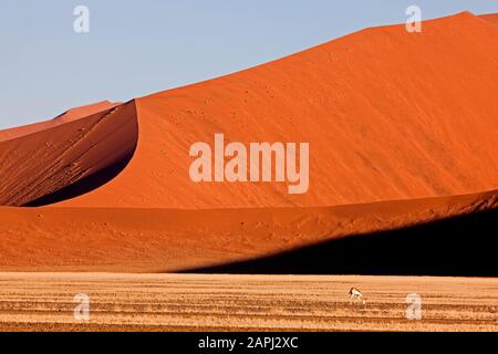 Springbok, Antidorcas marsupialis in der Wüste von Namib, Namb-Naukluft-Park, Sossusvlei Dunes, Namibia Stockfoto