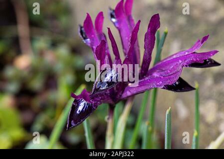 Wassertropfen auf den Blumen einer retiziulierten Iris "Pauline" Stockfoto