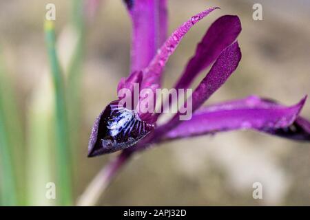 Wassertropfen auf den Blumen einer retiziulierten Iris "Pauline" Stockfoto