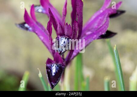 Wassertropfen auf den Blumen einer retiziulierten Iris "Pauline" Stockfoto