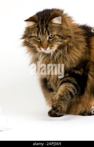 Angora Domestic Cat, männliches Spiel mit Golfball vor weißem Hintergrund Stockfoto