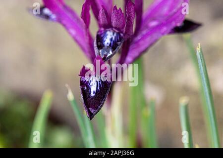 Wassertropfen auf den Blumen einer retiziulierten Iris "Pauline" Stockfoto