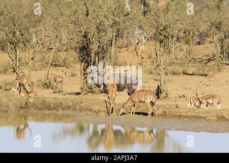 Nyala im kruger Nationalpark Stockfoto