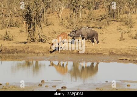 Nyala im kruger Nationalpark Stockfoto