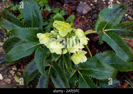 Holly-leaved hellebore (Helleborus argutifolius) Stockfoto