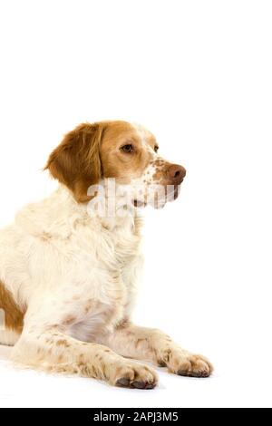 Französischer Spaniel Hund (Zimt Farbe), Männlich Verlegung vor weißem Hintergrund Stockfoto