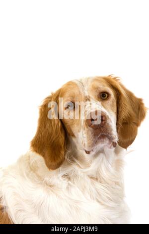 French Spaniel Dog (Cinnamon Colour), Porträt des Männchens vor weißem Hintergrund Stockfoto