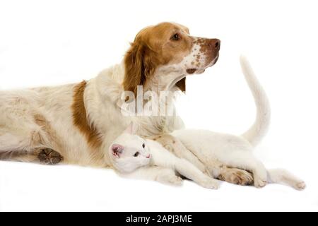 Französischer Spaniel Hund (Zimt Farbe) mit weißen Hauskatze auf weißen Hintergrund Stockfoto