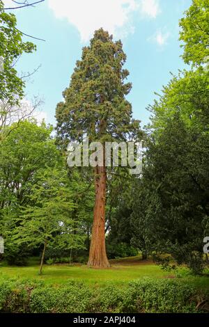 Ein riesiger Sequoia Baum (Sequoiadendron giganteum), auch bekannt als riesiges Rotholz in der Adlington Hall, einem Landhaus in der Nähe von Adlington, Cheshire, England, Großbritannien Stockfoto