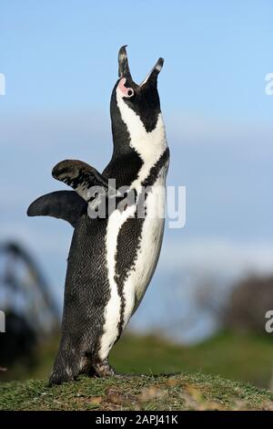 Jackass Penguin oder afrikanischer Penguin, Spheniscus Demersus Erwachsenen Berufung heraus, Bettys Bay in Südafrika Stockfoto