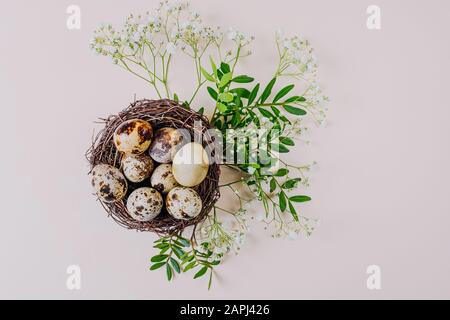 Wachteleier liegen in einem dekorativen Gelege. Um einen Zweig mit grünen Blättern und weißen kleinen Blumen. Hellpastellfarbener Hintergrund. Das Konzept des Frühlings, ostern Stockfoto