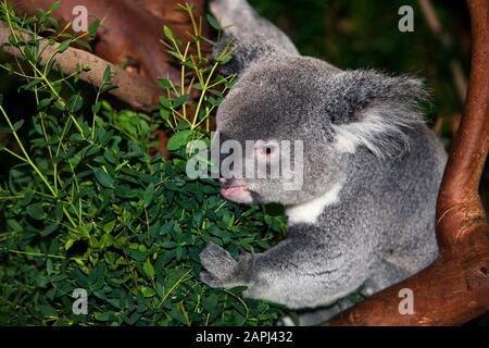 Koala, Phascolarctos cinereus, Male essen Bamboo Stockfoto