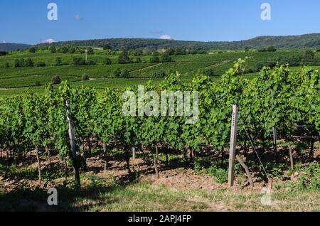 Weinberge im Sommer bei Bad Dürkheim, Deutsche Weinstraße, Rheinland-Pfalz, Deutschland Stockfoto