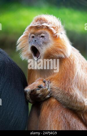 Javan Languren oder Javan Gruppen, Trachypithecus Auratus, Erwachsene Gähnen Stockfoto