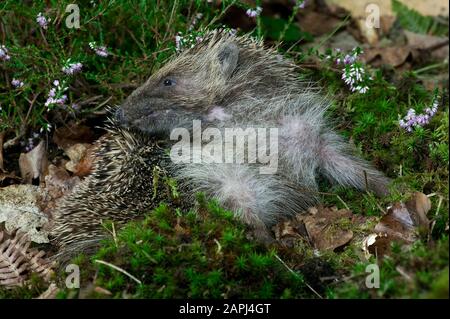 Europäischer Hedgehog, erinaceus europaeus, Erwachsener mit Heizkörpern, Normandie Stockfoto