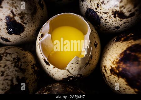 Wachteleier, eines öffnete sich, der Rest ganz. Dunkler Hintergrund, Burlap. Ansicht von oben. Das Konzept organischer Naturprodukte, Protein-Lebensmittel. Stockfoto