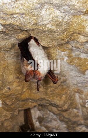 Mehr ganz Bat, Rhinolophus Ferrumequinum, Erwachsene Winterschlaf in einer Höhle, Normandie Stockfoto