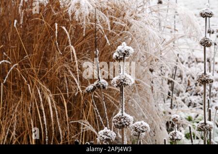 Blumenbeet mit schneebedeckten Stielen aus trockenen Phlomis und Klingen aus chinesischem Silbergras in einem Garten Stockfoto