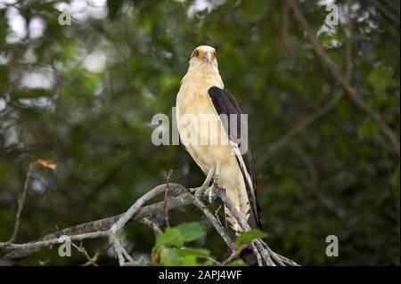 Yellow-Headed Caracara, milvago chimachima, Erwachsener, der auf Einer Filiale steht, Los Lianos in Venezuela Stockfoto