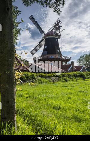 Windmühle Rhaude in grüner Natur, Kreis leer, Ostfriesland, Niedersachsen, Deutschland Stockfoto
