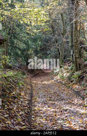 Die Schmutzbahn durch ein Holz ist mit gestürzten Blättern bedeckt Stockfoto