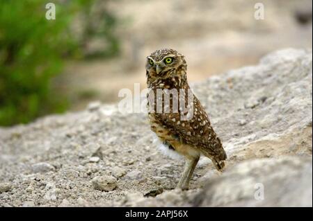 Boring Owl, athene cunicularia, Erwachsener, der auf Rock steht, Los Lianos in Venezuela Stockfoto