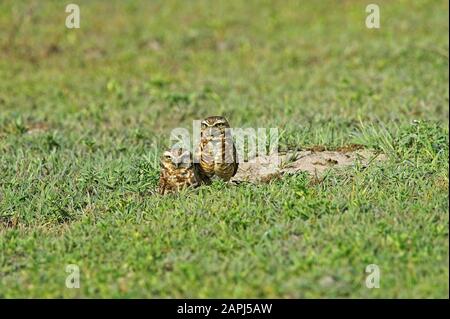 Ausleihe von Eule, athene cunicularia, Erwachsene stehen am Eingang von den, Los Lianos in Venezuela Stockfoto