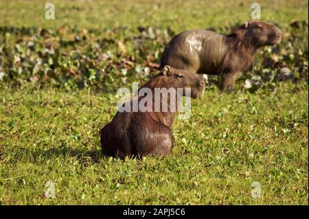 Capybara, Hydrochoerus hydrochaeris, das Größte Nagetier der Welt, Erwachsene stehen in Swamp, Los Lianos in Venezuela Stockfoto