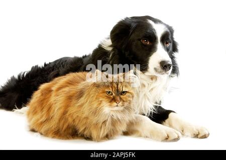 Border Collie Rüde mit Schildpatt persische Frau, Hund und Katze-Verlegung vor weißem Hintergrund Stockfoto