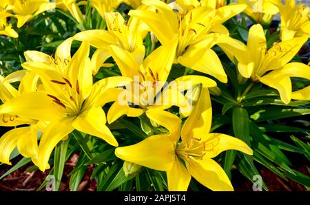 Nahaufnahme der leuchtend gelben Lilienblätter in voller Blüte. Stockfoto