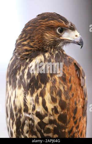 Falknerei. Harris Falke (Parabuteo unicinctus) Greifvogel ausgestellt. Auch bekannt als Bay-wged Hawk und Dusky Hawk hier stehend mit Falknern Jess ( Stockfoto