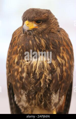 Falknerei. Harris Falke (Parabuteo unicinctus) Greifvogel ausgestellt. Auch bekannt als Bay-wged Hawk und Dusky Hawk hier stehend mit Falknern Jess ( Stockfoto