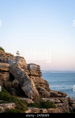 Möwe steht auf einem Felsen an der Küste. Blauer Himmel und der Ozean auf dem Hintergrund. Stockfoto