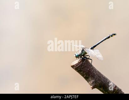 Gemeinsamer Clubschwanz, Libelle (Gomphus vulgatissimus) auf einem Ast sitzend. In der Sonne reflektieren Stockfoto