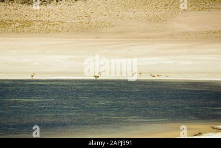 Guanacos Herde, die in 14.000 Fuß von der Laguna Miscanti, Atacama-Wüste, Chile Altiplano, beweidet werden Stockfoto