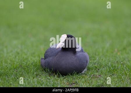 Coot, Fulica atra, ein Erwachsener, der auf Gras ruht. Regent's Park, London, Großbritannien. Stockfoto