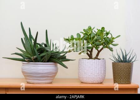 Gartenarbeit im Haus. Zimmerpflanzen in Blumentöpfen im Gartenzimmer. Stockfoto