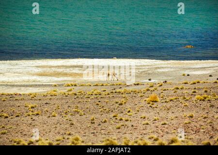 Guanaco weidete auf 14.000 Fuß an der Seite der Laguna Miscanti, Atacama-Wüste, Chile Altiplano Stockfoto