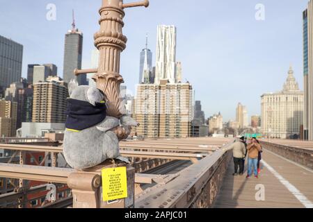 New York, Vereinigte Staaten. Januar 2020. Ein weiches Koala-Spielzeug, das am 23. Januar 2020 an einem Teil der Brooklyn Bridge in New York befestigt wurde. Die Plüschtiere wurden von einer Organisation namens New York Koalas in New York City platziert, die versucht, Geld für DRÄHTE zu sammeln, den Wildlife Information Rescue and Education Service, Australiens größte Rettung und Wohltätigkeitsorganisation für Tiere, die von den großen Bränden in Australien betroffen sind. Kredit: Brasilien Photo Press/Alamy Live News Stockfoto