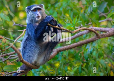 Blauer Affe im Manyara-See, Tansania, Afrika Stockfoto