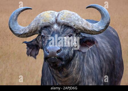 Kapbüffel in Ngorongoro, Tansania, Afrika Stockfoto