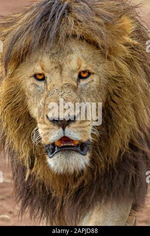 Alter männlicher Löwe im Krater Ngorongoro, Tansania Stockfoto