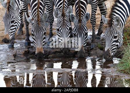 Zebras Trinkwasser in Serengeti, Tansania Stockfoto