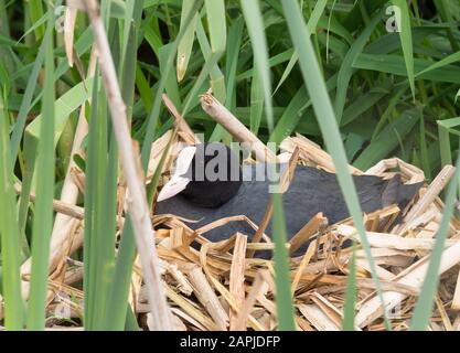 Coot, Fulica atra, Einzeladulter, der auf dem Nest sitzt. Lea Valley, Essex, Großbritannien. Stockfoto