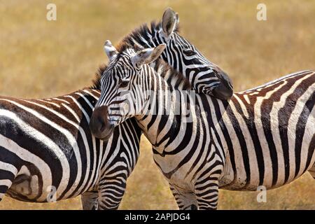 Zebras mit dem Kopf übereinander im Ngorongoro-Krater, Tansania Stockfoto