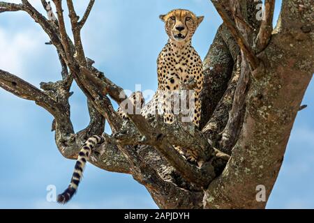 Gepard am Baum in Serengeti, Tansania Stockfoto