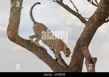 Gepard am Baum in Serengeti, Tansania Stockfoto