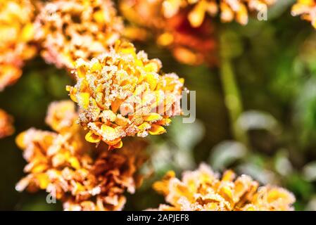 Horizontales Foto mit Details einer leuchtenden orangefarbenen Blüte, die vollständig von Frost bedeckt ist. Auf der Blüte ist Eis zu sehen. Andere blühen im Hintergrund. Stockfoto